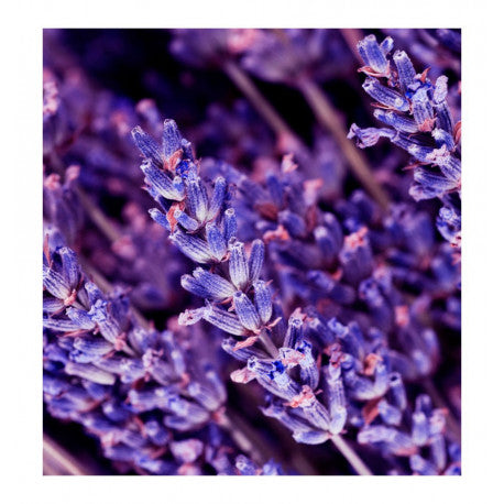 caribbean | eau de parfum sample | 15 ml (man)