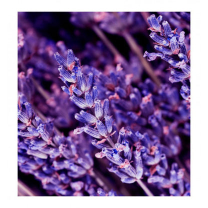 caribbean | eau de parfum sample | 15 ml (man)