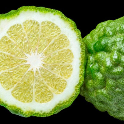 caribbean | yodeyma eau de parfum