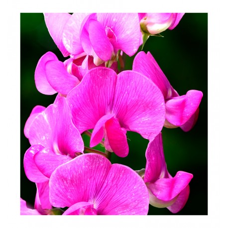 poetic | yodeyma eau de parfum